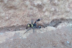 Stegodyphus tibialis