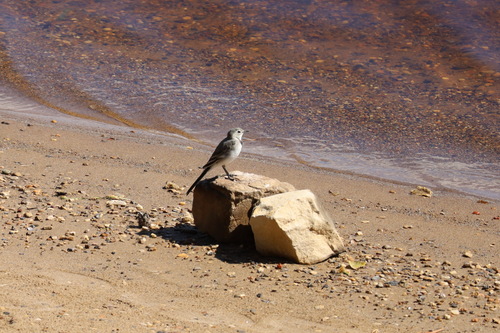 White Wagtail