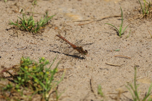 Vagrant Darter