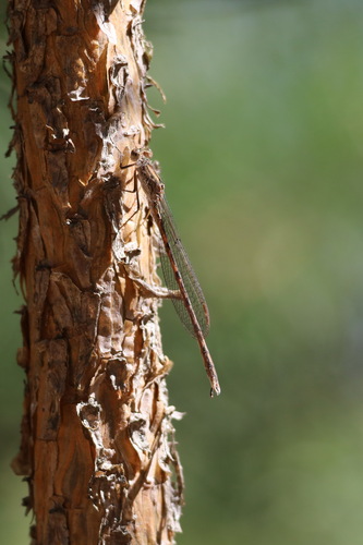 Siberian Winter Damsel