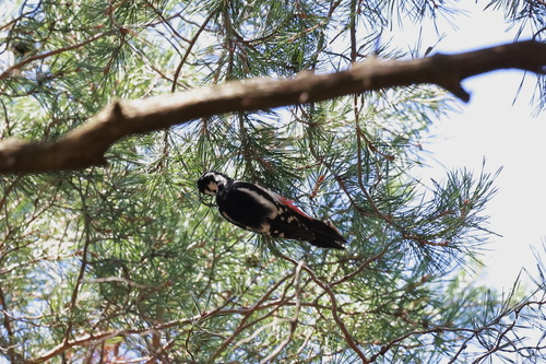 Great Spotted Woodpecker