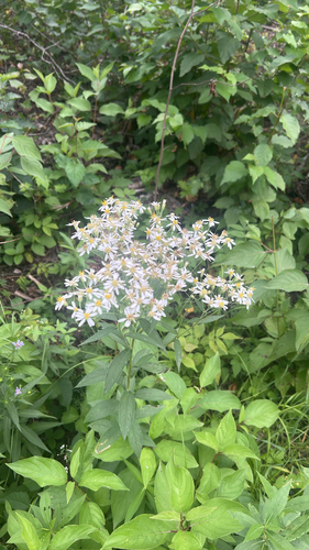 flat-top white aster