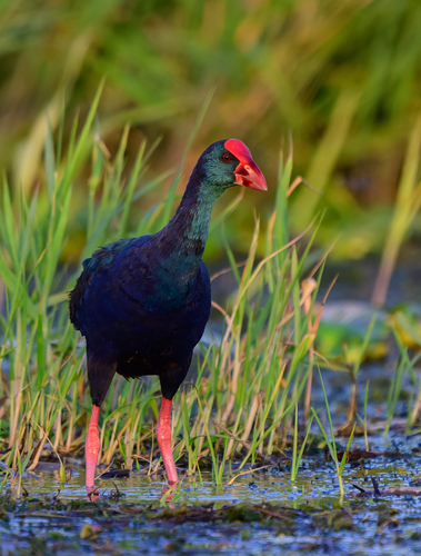 iNaturalist image