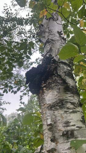 chaga