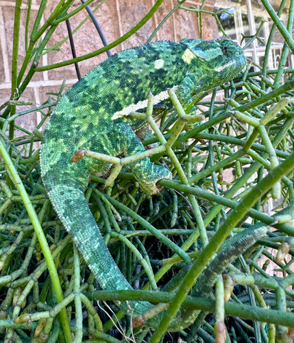 Flap-necked Chameleon