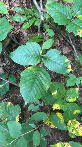western poison ivy