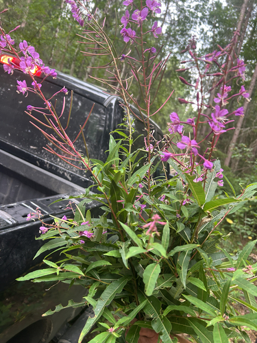 fireweed