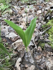 Convallaria majalis