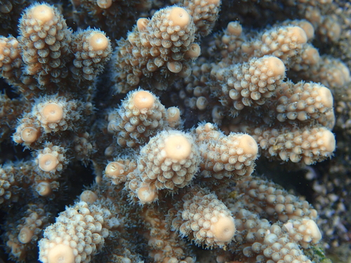 Acropora gemmifera observed 2026-08-16