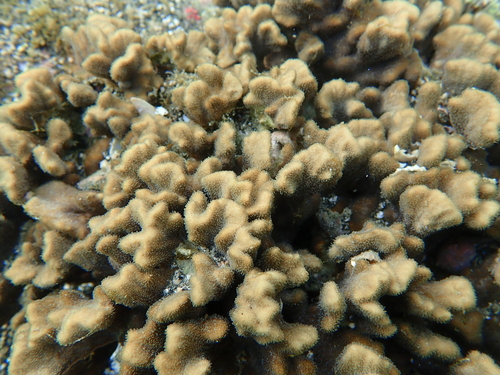 Psammocora contigua observed 2026-08-16