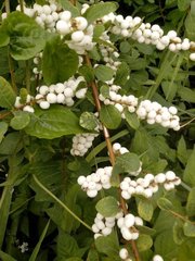 Magnoliopsida