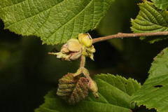 Phytoptus avellanae