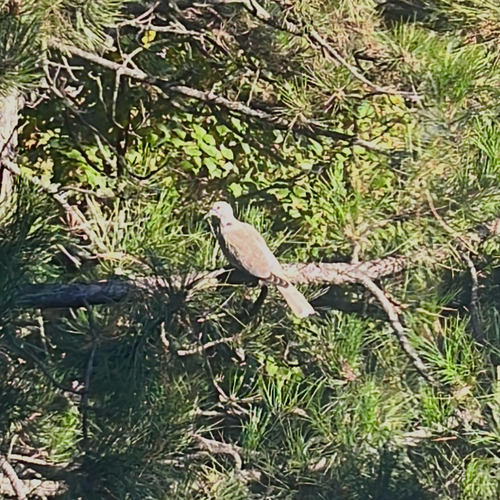 Eurasian Collared-Dove