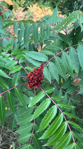 smooth sumac