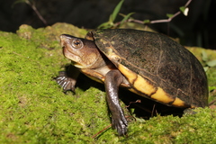 Kinosternon creaseri