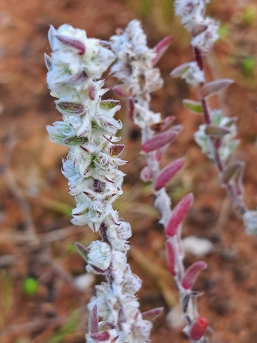 Maireana sclerolaenoides, 2026-08-20
