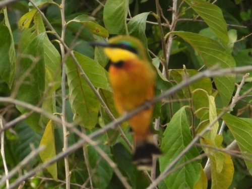 Little Bee-eater