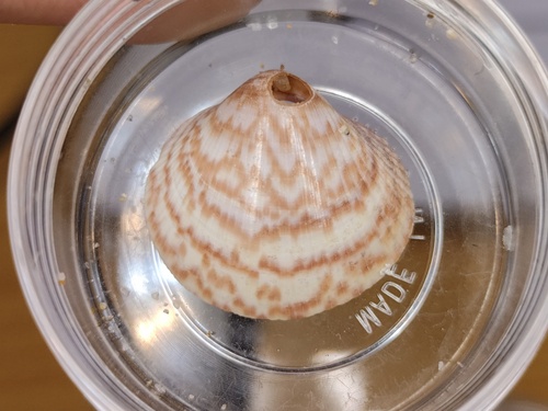 Fulvia mutica observed 2026-07-23