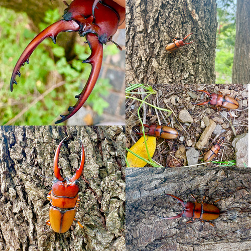 Prosopocoilus astacoides blanchardi