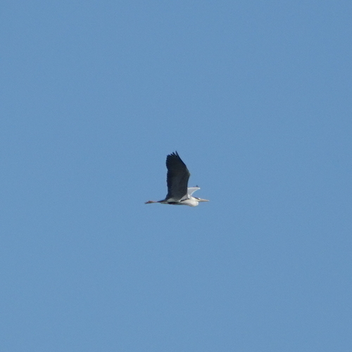 Grey Heron