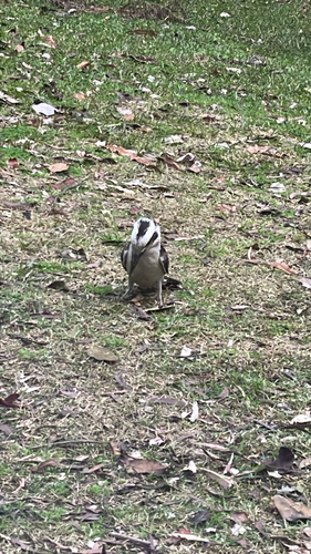 Laughing Kookaburra