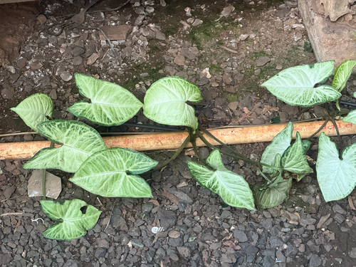 Syngonium podophyllum observed 2026-08-19