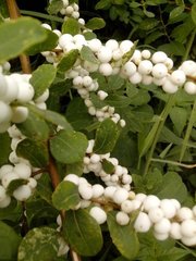 Magnoliopsida