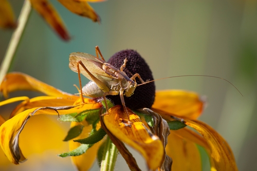 Upland Green Bush-cricket