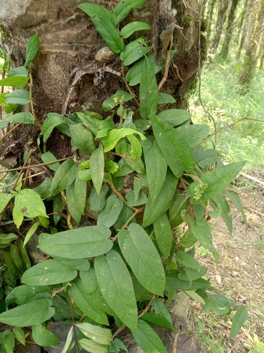 Ficus sagittata observed 2026-08-20
