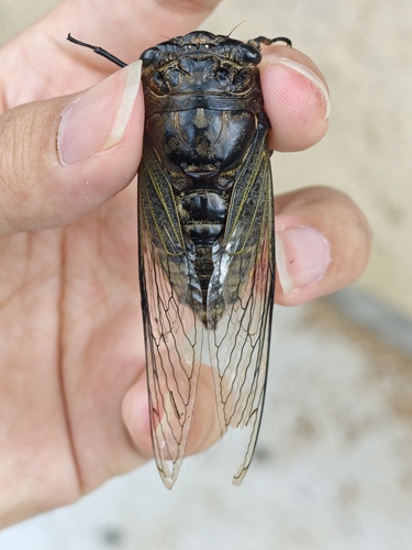 Eastern horse cicada