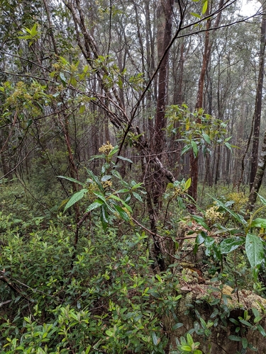 Pomaderris argyrophylla observed 2026-08-20
