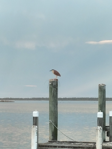 Nankeen Night Heron