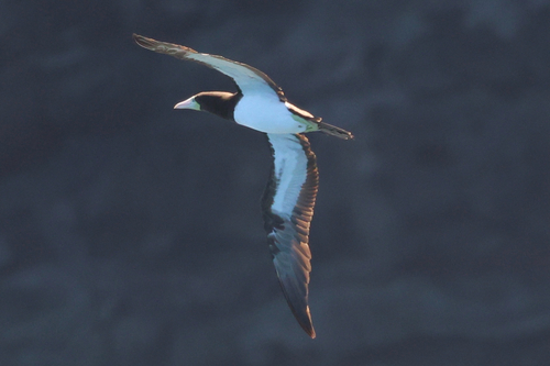 Sula leucogaster observed 2026-08-18