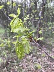 Quercus robur