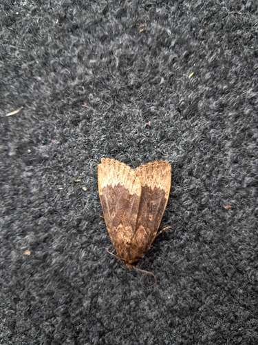 Amphipyra perflua