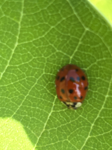 Asian Lady Beetle