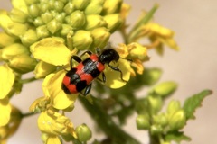 Trichodes apiarius
