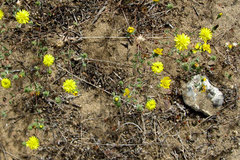 Lessingia germanorum