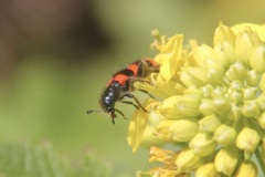 Trichodes apiarius