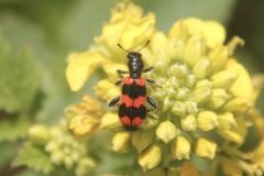 Trichodes apiarius
