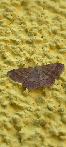 Tawny Wave