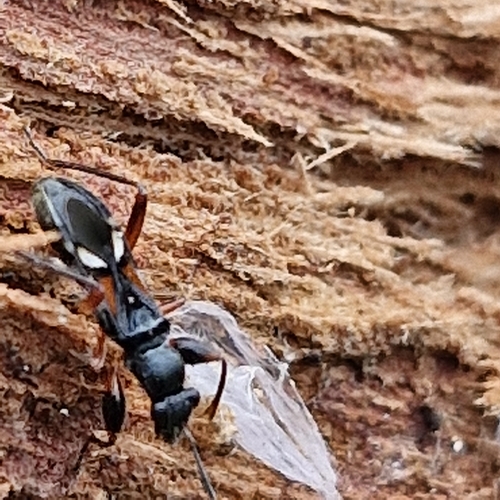 Daerlac cephalotes, 2026-08-16