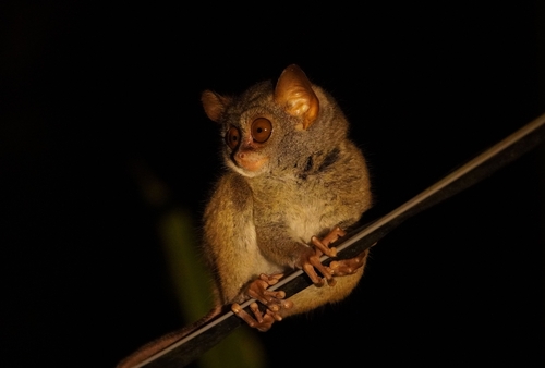 サンギヘメガネザル