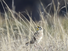 Sturnella magna auropectoralis