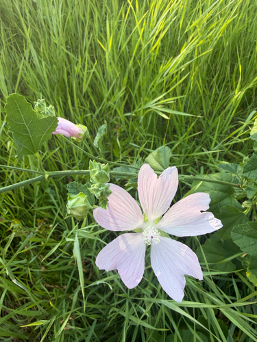 Eastern Tree-mallow