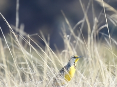 Sturnella magna auropectoralis