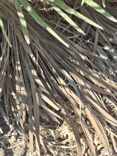 Italian Wall Lizard