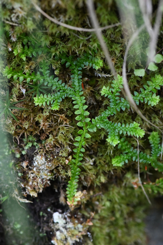 Selaginella helvetica, photograph 2