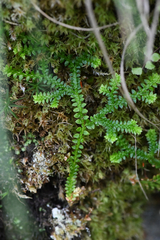 Selaginella helvetica, photograph (c) Matteo Martini, some rights reserved (CC BY)