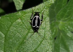Phyllodromica marginata